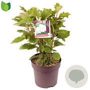Hydrangea querc. Snow Queen 40-50 cm 10L