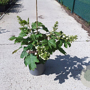 Hydrangea quercifolia 40-50 cm 10L