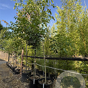 Juglans regia 12-14 cm cont. 110L