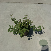 Kolkwitzia amabilis 30-40 cm P13
