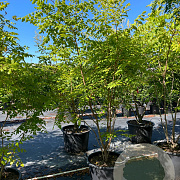 Koelreuteria paniculata 175-200 cm cont. 150L meerstammig