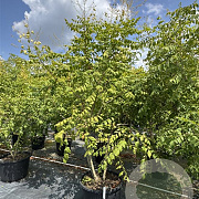 Koelreuteria paniculata 200-225 cm cont. 80L meerstammig