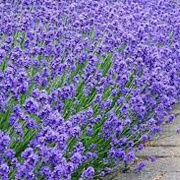 Lavandula ang. 'Munstead' GM P9