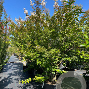 Lagerstroemia 'Natchez' 200-250 cm cont. 80L meerstammig