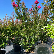 Lagerstroemia 'Tuscarora' 225-250 cm cont. 80L meerstammig