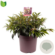 Leucothoe Carinella 40-50 cm 13L