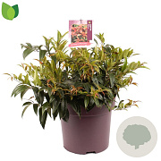 Leucothoe keiskei 'Royal Ruby' 40-50 cm 13L