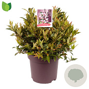 Leucothoe 'Zeblid' 40-50 cm 13L