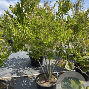 Ligustrum j. 'Texanum' 125-150 cm 50L meerstammig