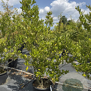 Ligustrum j. 'Texanum' 150-175 cm 50L meerstammig