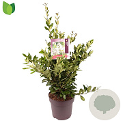 Ligustrum j. 'Texanum' 60-80 cm 10L