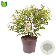 Ligustrum luc. Green Screen 50-60 cm 10L