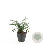 Liriope muscari 'Big Blue' GM P9