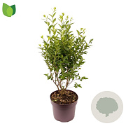 Ligustrum ovalifolium 50-60 cm 7,5L