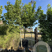 Liquidambar s. 'Jason' 16-18 cm cont. 80L
