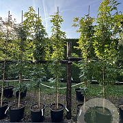 Liquidambar s. 'SlenderSilhouette' 200-250 cm 30L