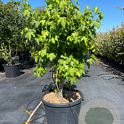 Liquidambar styraciflua 100-125 cm cont. 110L meerstammig