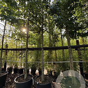 Liquidambar styraciflua 200 cm stam cont. 110L 18-20 leiboom