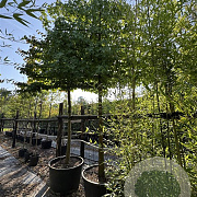 Liquidambar styraciflua 25-30 cm container 200 cm stam leiboom
