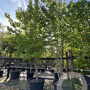 Liquidambar styraciflua 400-450 cm cont. 230L meerstammig
