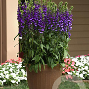 Lobelia s. Starship Blue GM 2,0L
