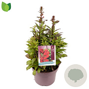 Lobelia s. 'Starship Scarlet' GM C5