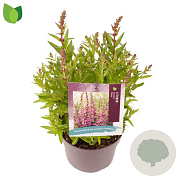 Lythrum Robin GM 2,0L