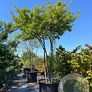 Malus 'Adirondack' 300 cm cont. 350L meerstammig dakvorm