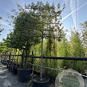 Malus 'Braendkjaer' 20-25 cm cont. 230L 200 cm stam leiboom