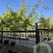 Malus d. 'Schone van Boskoop' 8-10 cm 10L