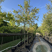 Malus 'Evereste' 16-18 HO cont. 80L 200 cm stam leiboom