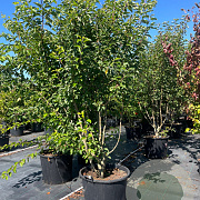 Malus 'Evereste' 225-250 cm cont. 110L meerstammig