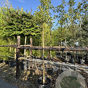 Malus 'Evereste' 8-10 HO 50L