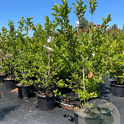 Magnolia loebneri 'Leonard Messel' 125-150 cm 20L