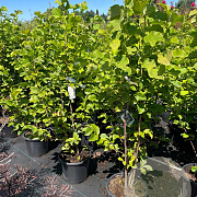 Magnolia loebneri 'Merrill' 125-150 cm 15L