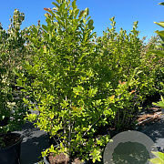 Magnolia loebneri 'Merrill' 175-200 cm cont. 80L meerstammig