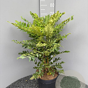 Mahonia media 'Winter Sun' 60 cm 10L