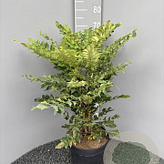 Mahonia media 'Winter Sun' 60 cm 10L