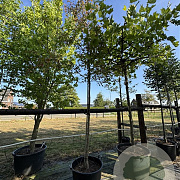 Malus 'Rudolph' 12-14 cm cont. 110L