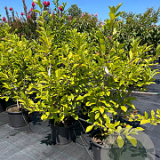Magnolia soulangeana 100-125 cm 20L