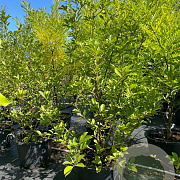 Magnolia soulangeana 175-200 cm cont. 80L meerstammig