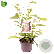 Magnolia soulangeana 30-40 cm 5,0L