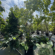 Magnolia soul. 'Superba' 175-200 cm cont. 110L