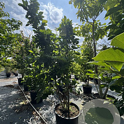 Magnolia soul. 'Superba' 200-225 cm cont. 110L