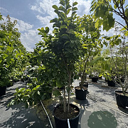 Magnolia soul. 'Superba' 225-250 cm cont. 110L najaarspotting