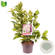 Magnolia 'Susan' 40-50 cm 5,0L