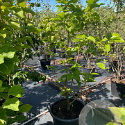 Magnolia 'Yellow River' 125-150 cm 50L meerstammig