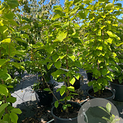 Magnolia 'Yellow River' 150-175 cm 50L meerstammig