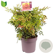 Nandina d. 'Gulf Stream' 40-50 cm 10L