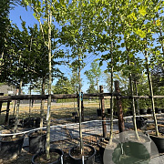 Nyssa sylvatica 12-14 HO cont. 80L leiboom